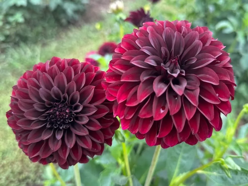 Dahlia 'Black Satin' | Black Satin Dahlia