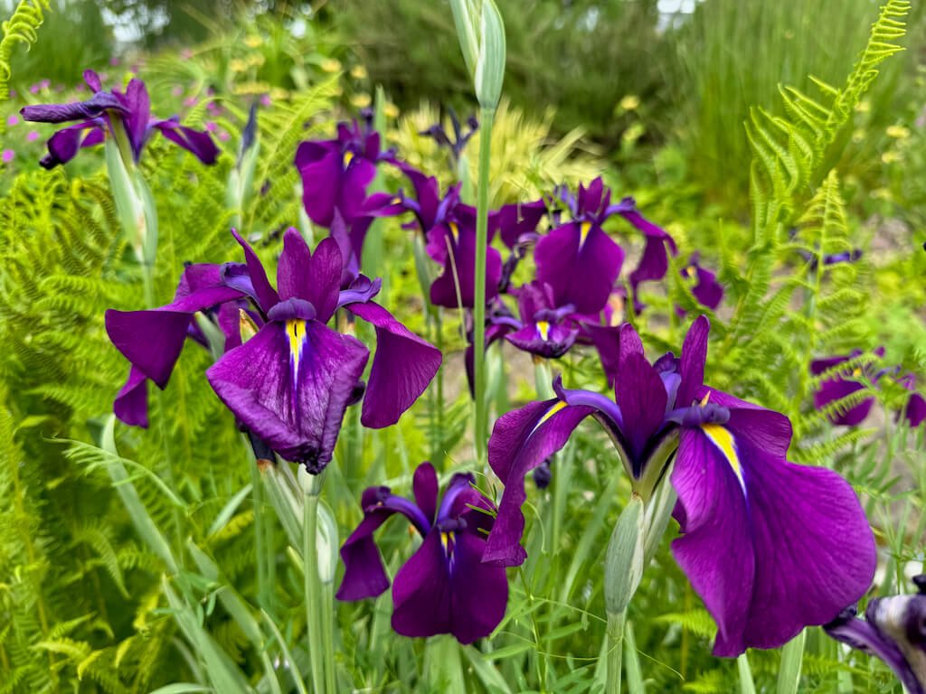 Iris ensata 'Variegata' 02.jpeg