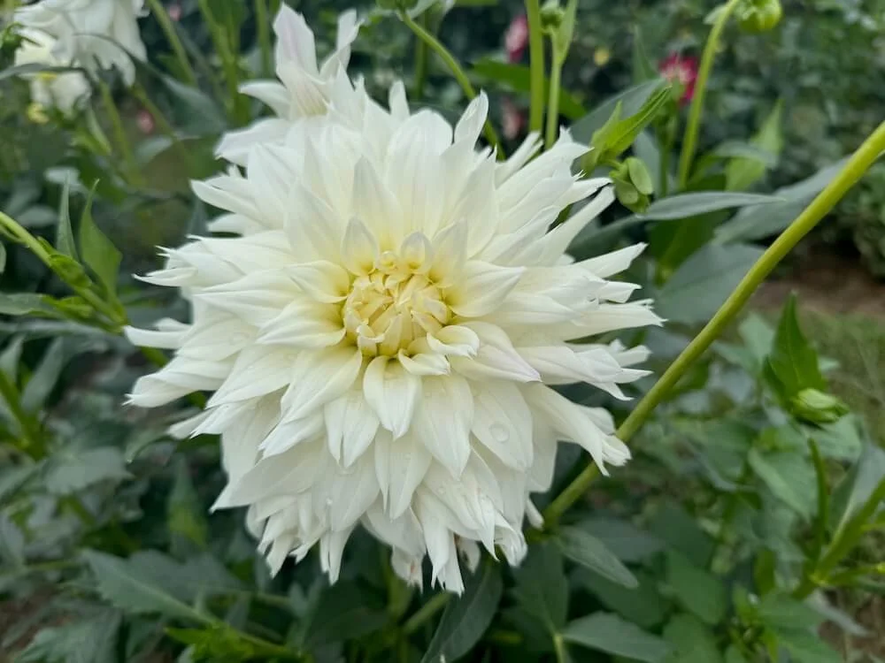 Dahlia 'Hudson's Ice' | Hudson's Ice Dahlia
