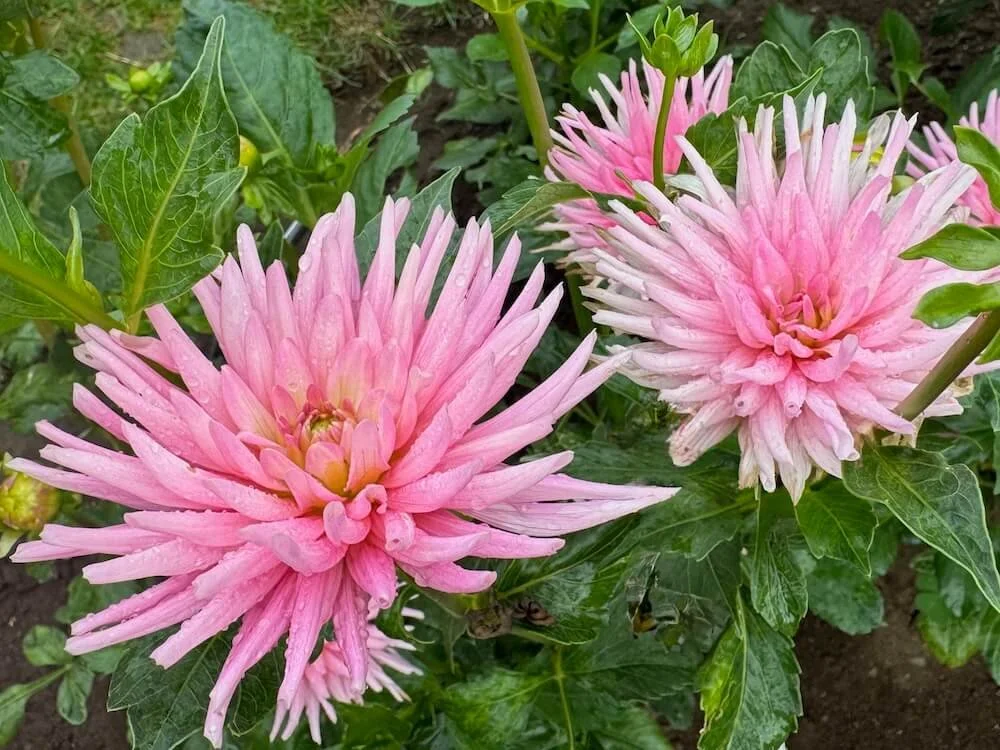 Dahlia 'Park Princess' 03.jpeg