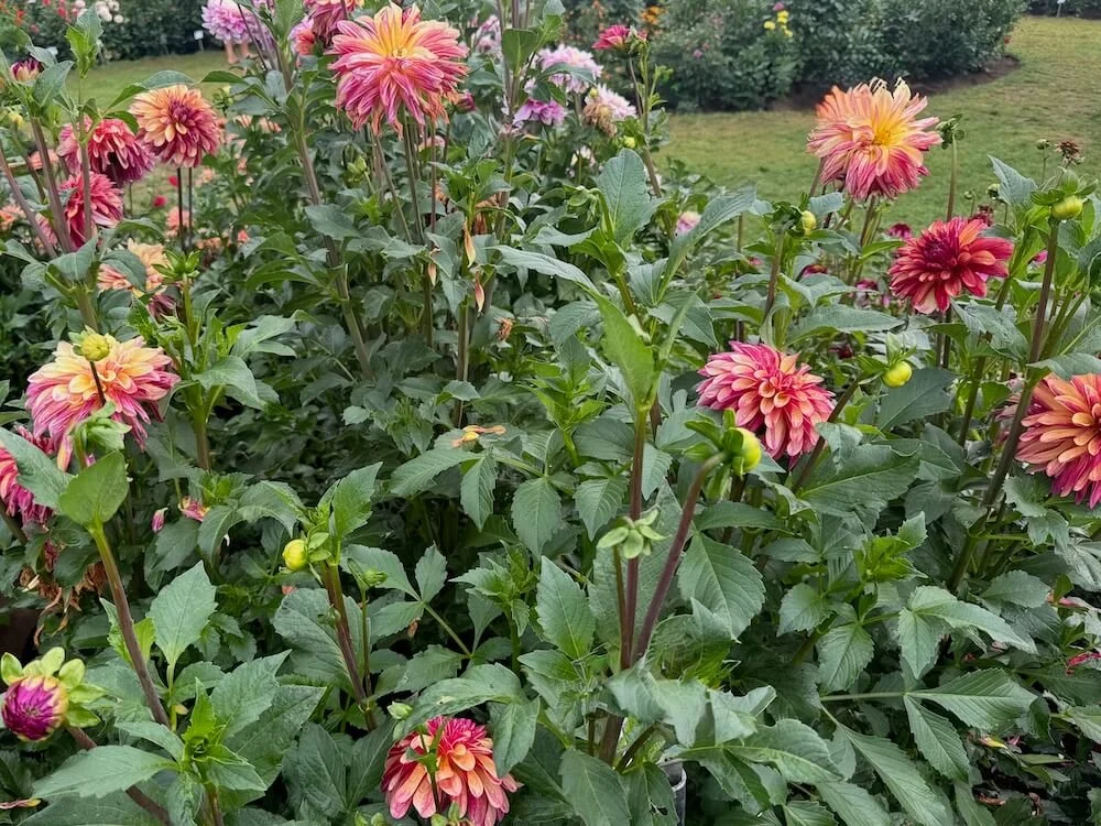 Dahlia 'Gitts Crazy' 03.jpeg