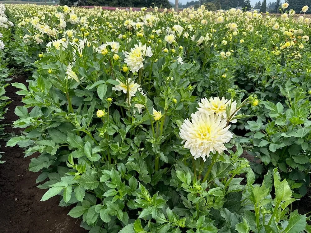 Dahlia 'In Memory Of' 03.jpeg