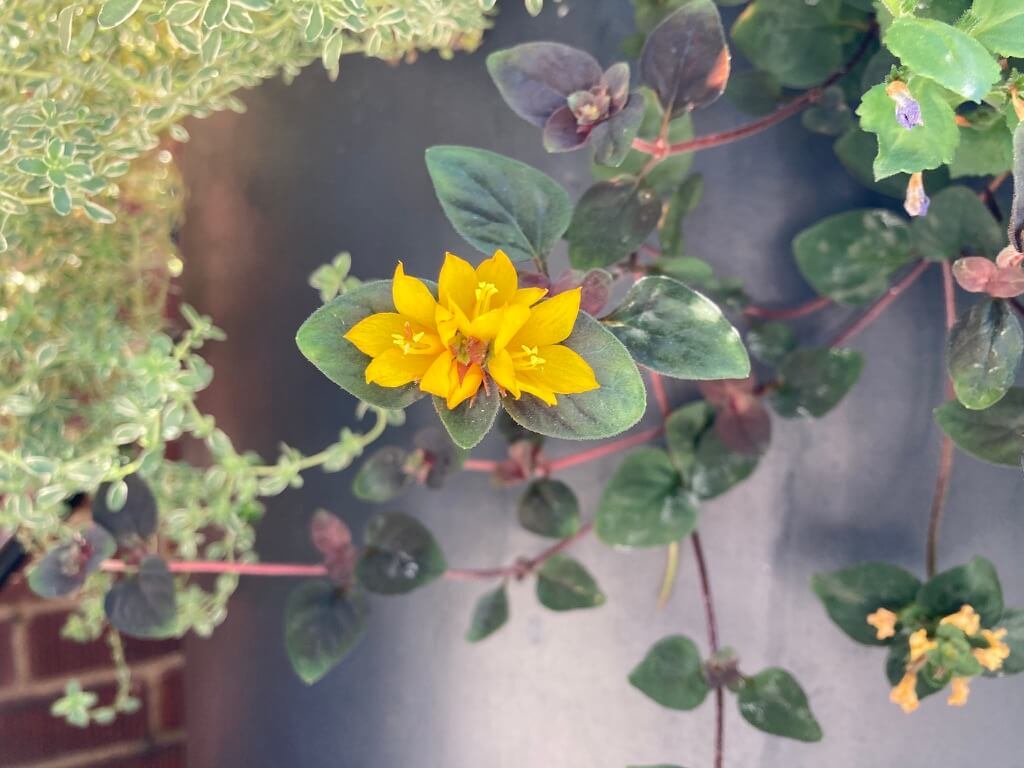 Lysimachia Persian Chocolate 03.jpeg