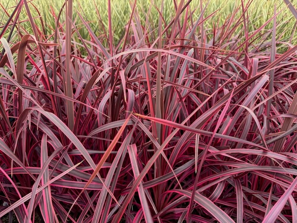 Cordyline australis 'Salsa' 02.jpeg