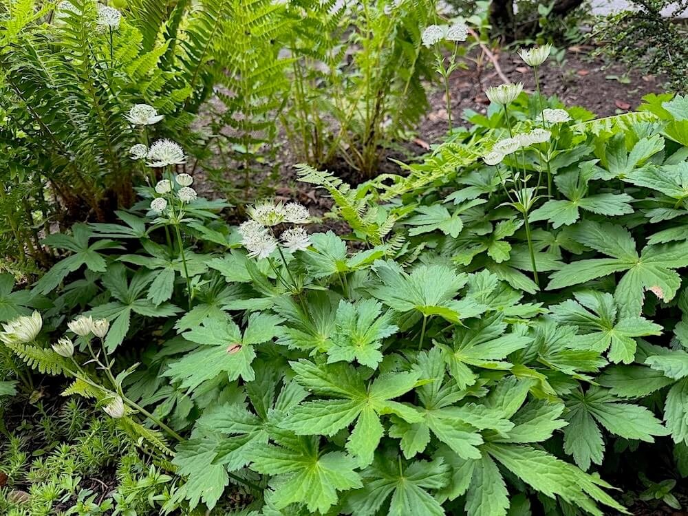 Astrantia major 'Alba' 02.jpeg