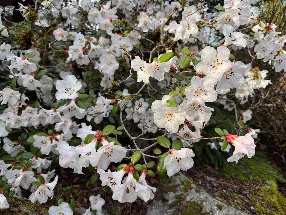 Rhododendron rigidum 02.jpeg