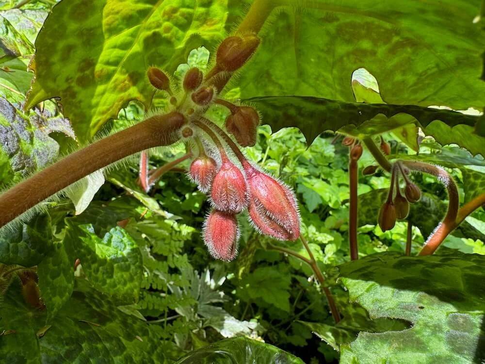 Podophyllum delavayi 02.jpeg