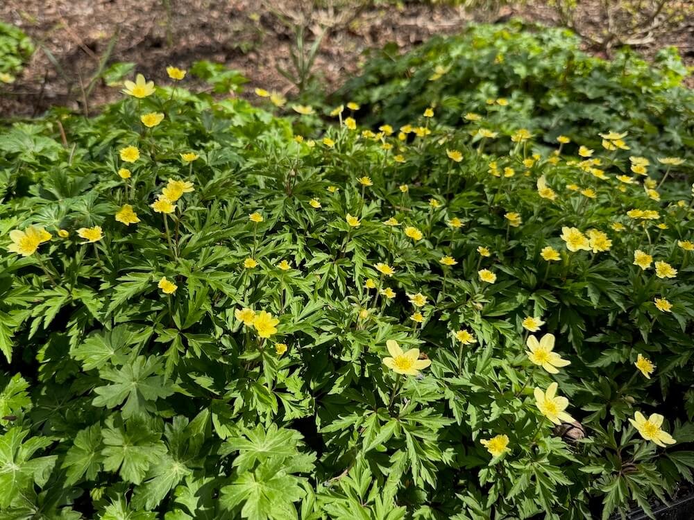 Anemone x lipsiensis 03.jpeg