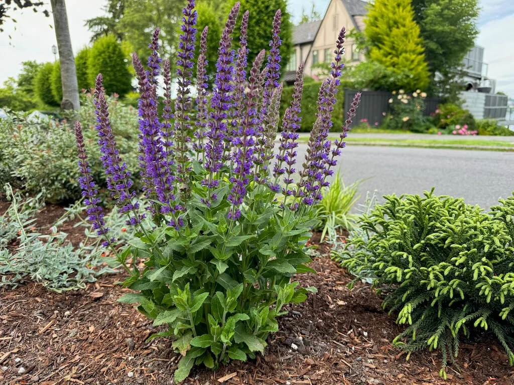 Salvia x sylvestris 'May Night' 02.jpeg