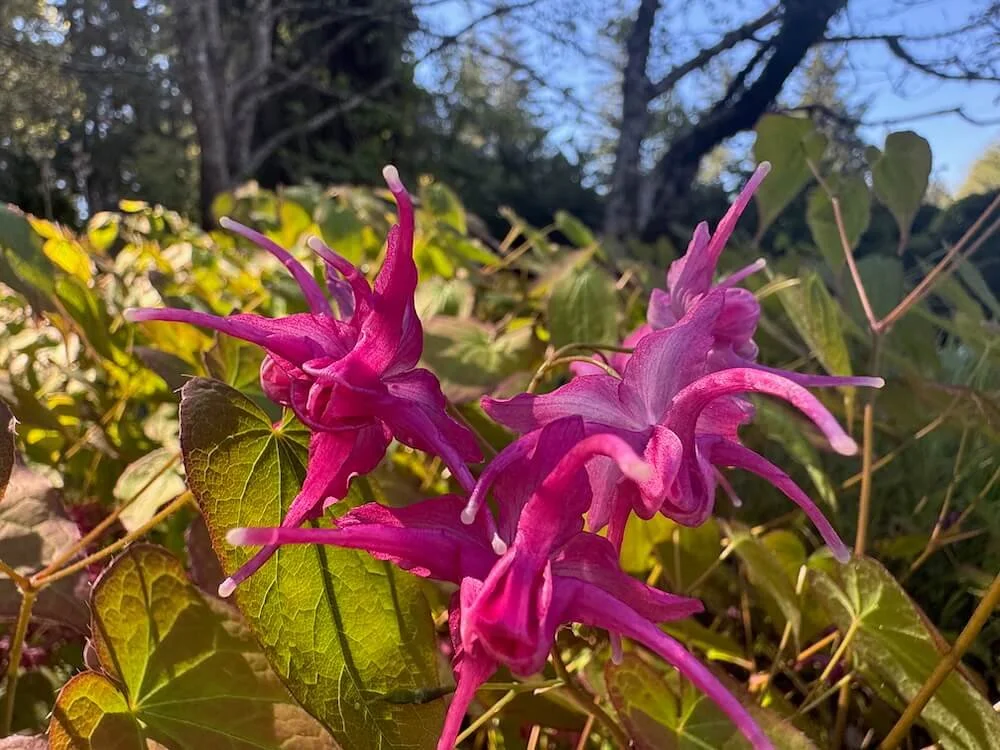 Epimedium grandiflorum 'Red Queen' | Red Queen Barrenwort