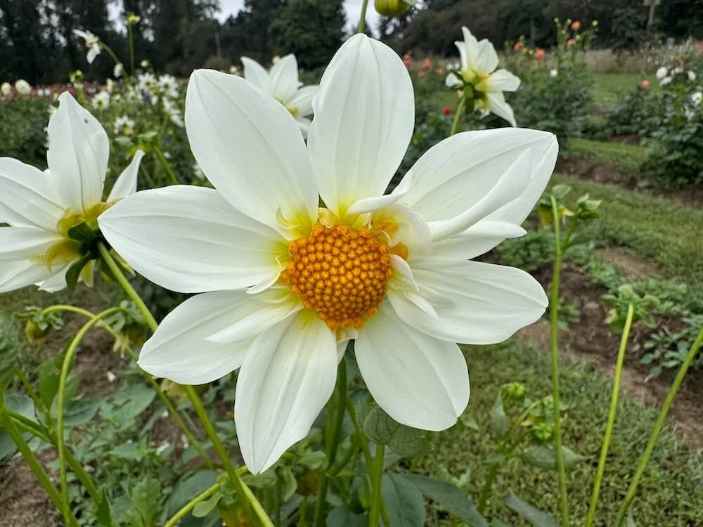 Dahlia 'Darin's Moon' 01.jpeg