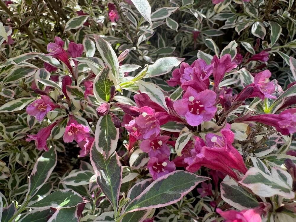 Weigela florida 'Verweig' 05.jpeg