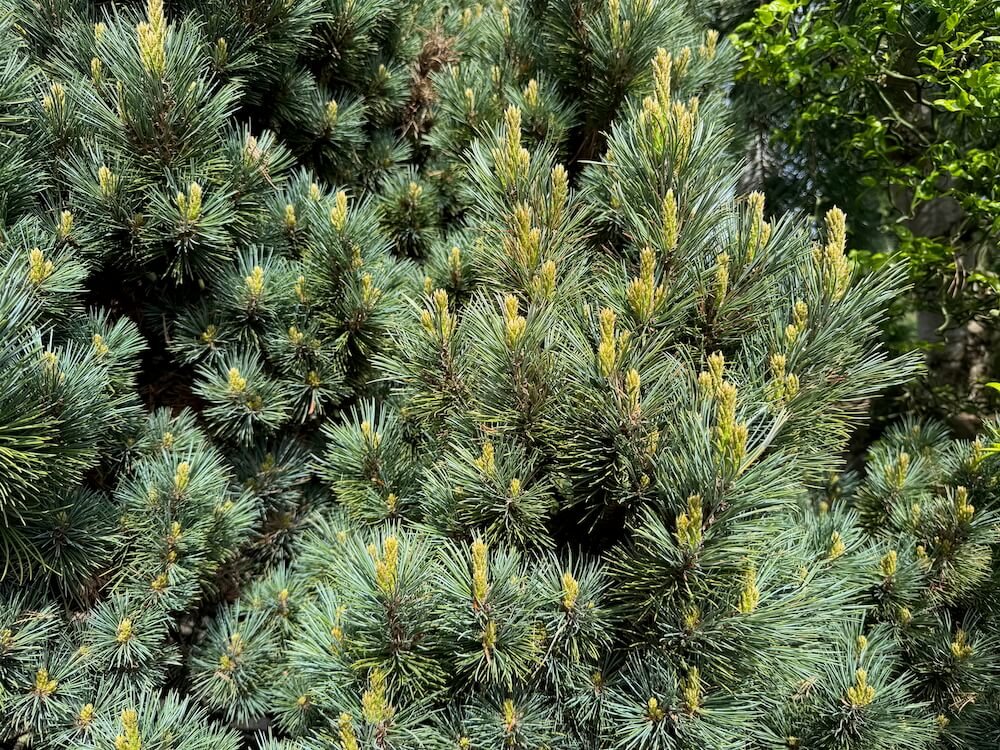 Pinus monticola 'Nana' 02.jpeg