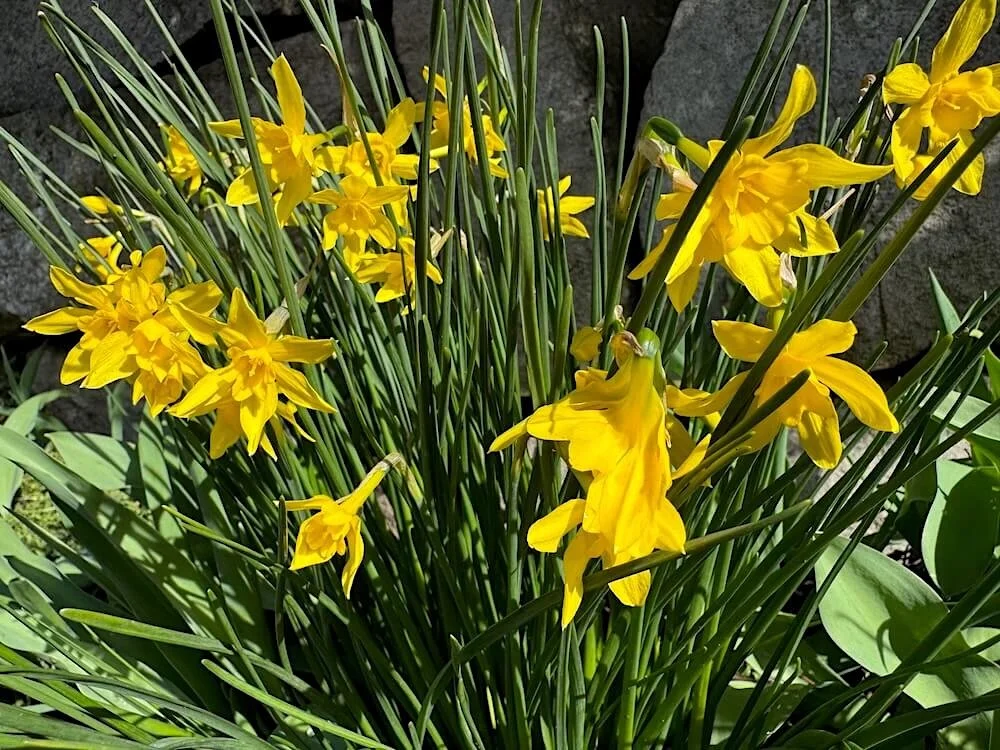 Narcissus x odorus 'Campernelle' 03.jpeg