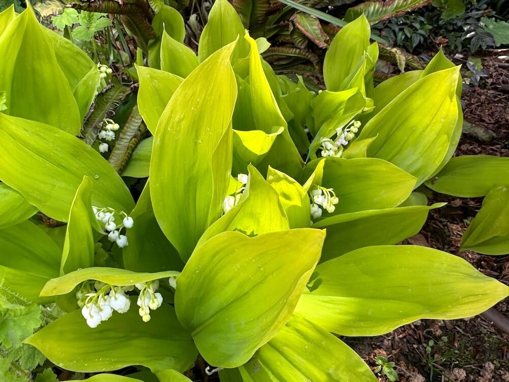 Convallaria majalis 'Golden Slippers' 02.jpeg