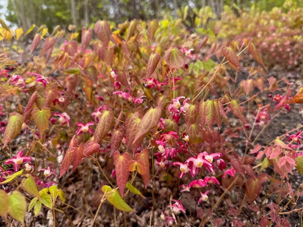 Epimedium x rubrum 03.jpeg