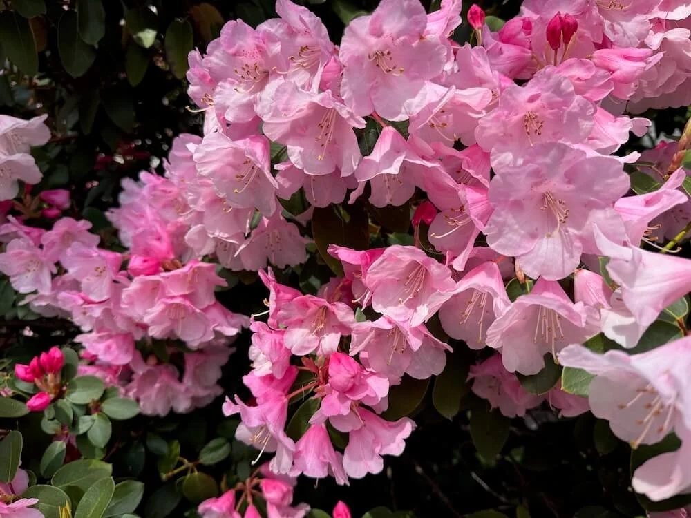 Rhododendron 'Bow Bells' 04.jpeg