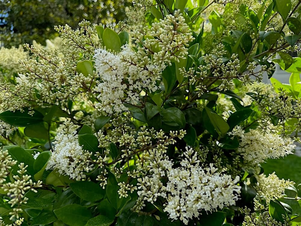 Ligustrum japonicum 01.jpeg
