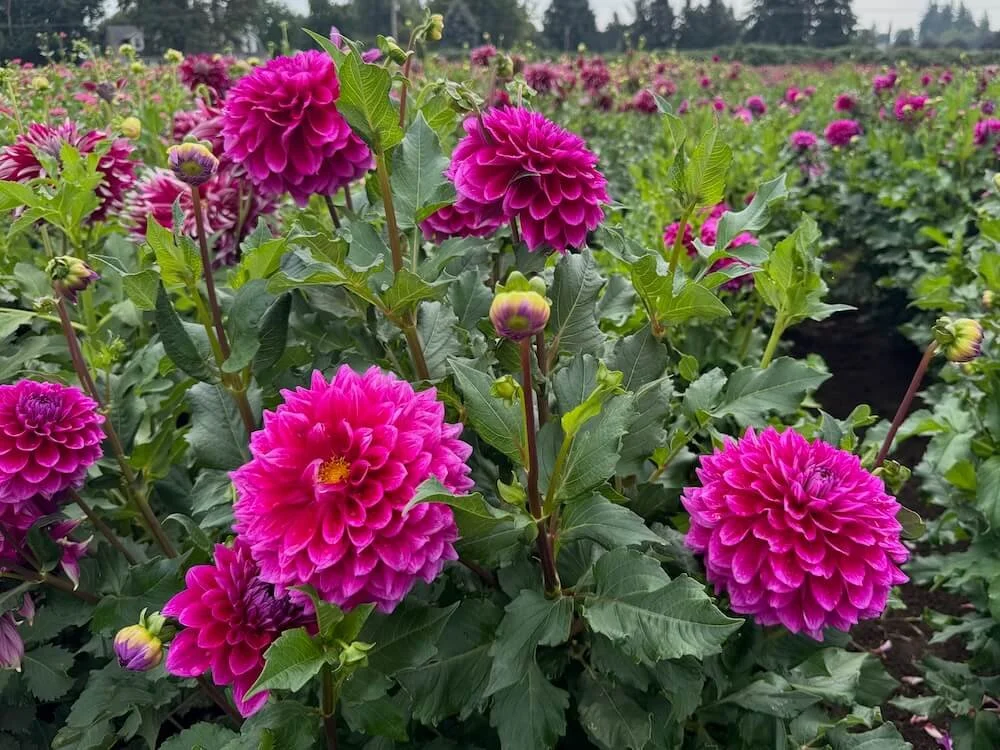 Dahlia 'Purplicious' 04.jpeg