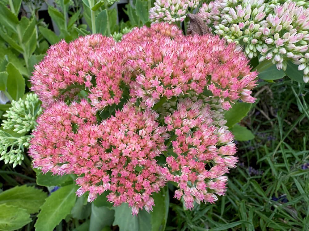 Hylotelephium spectabile 'Autumn Joy' 03.jpeg
