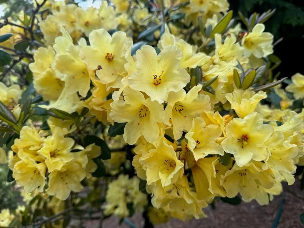 Rhododendron 'Gedser Gold' 02.jpeg
