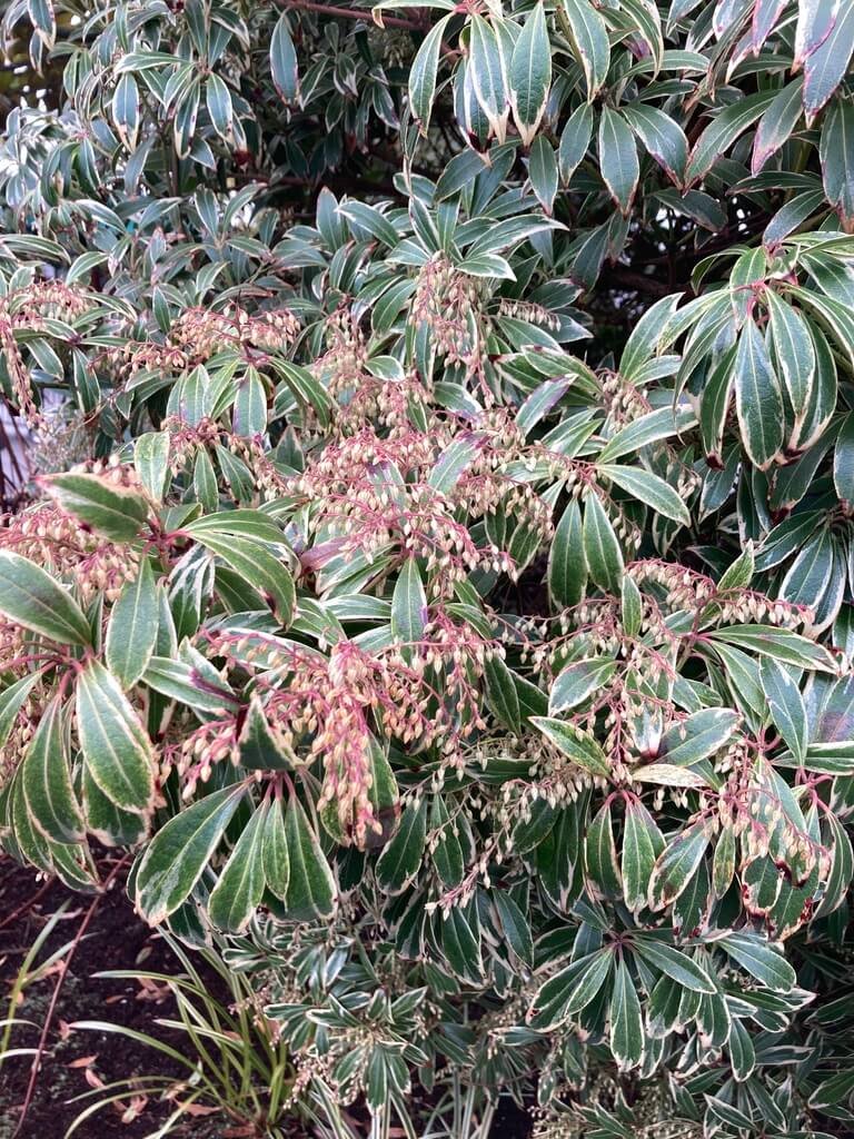 Pieris japonica Variegata 03.jpeg