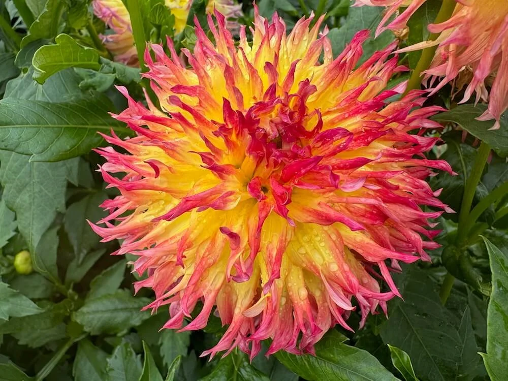 Dahlia 'Pinelands Pam' | Pinelands Pam Dahlia