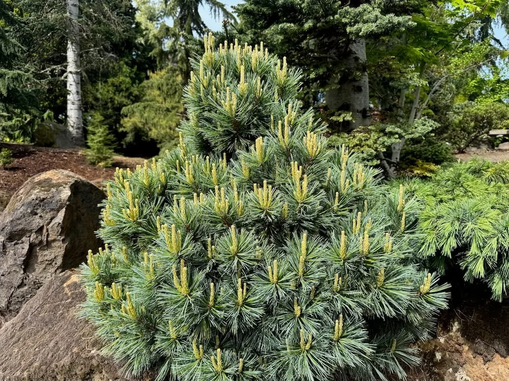 Pinus flexilis 'Lil Wolf' 03.jpeg