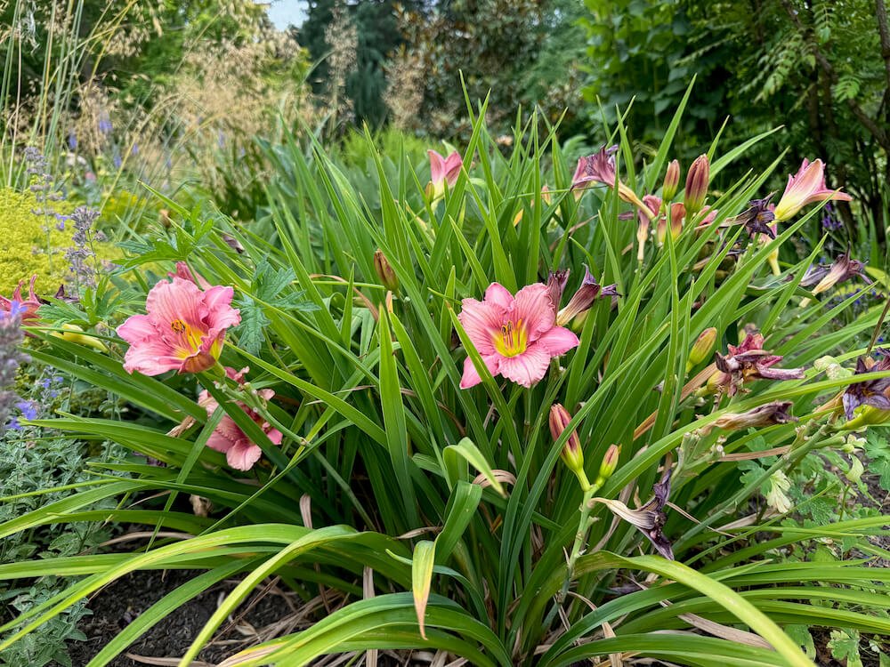 Hemerocallis 'Pink Tangerine' 03.jpeg