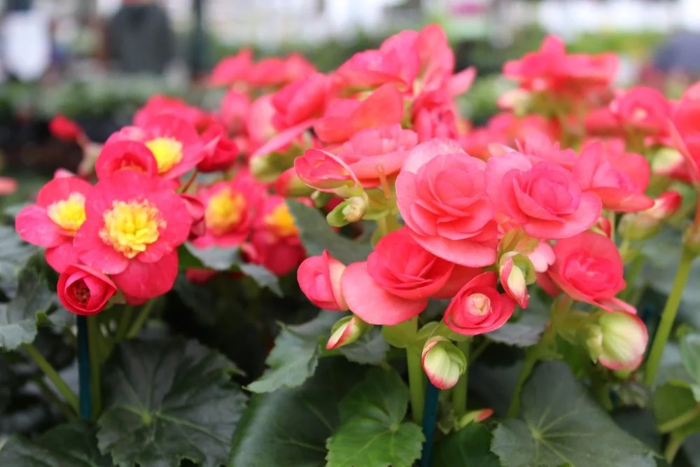 Begonia 'Dark Netja' 01.jpg