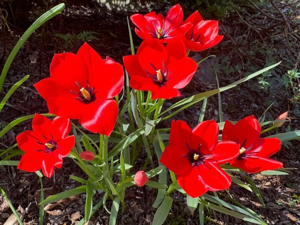 Tulipa montana 03.jpeg