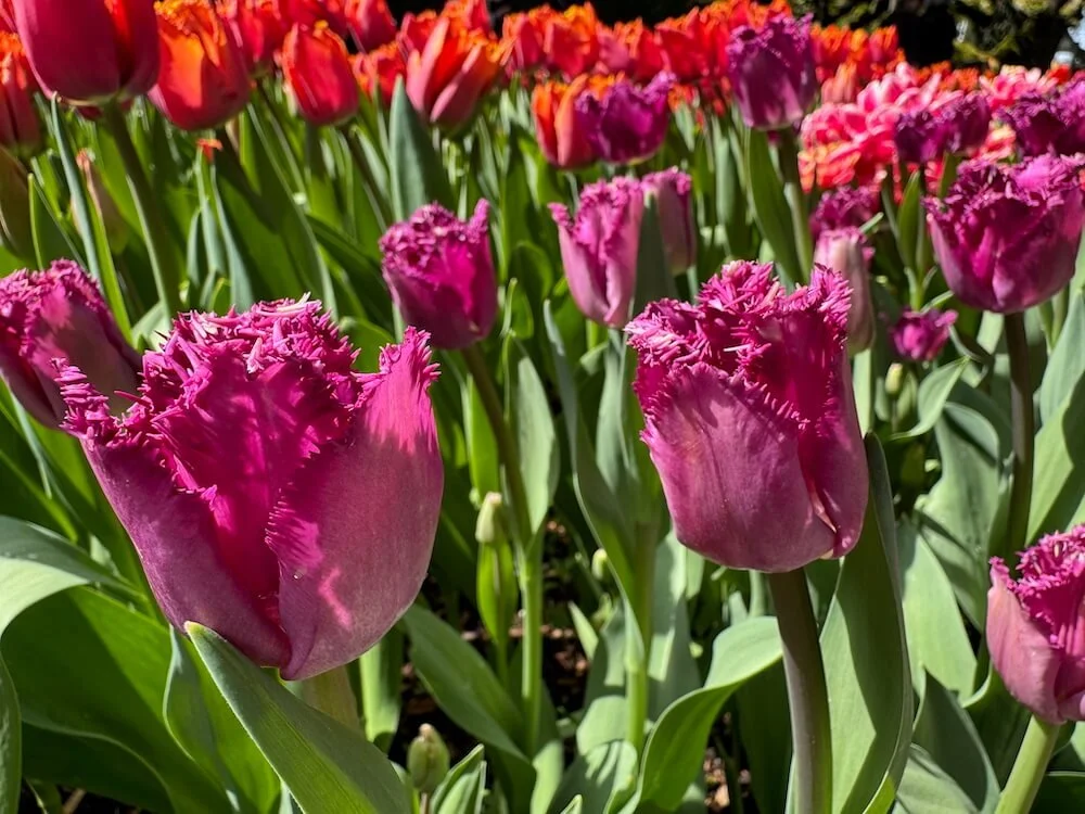 Tulipa 'San George' 03.jpeg