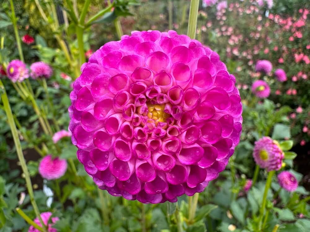 Dahlia 'Zippity Do Da' 02.jpeg