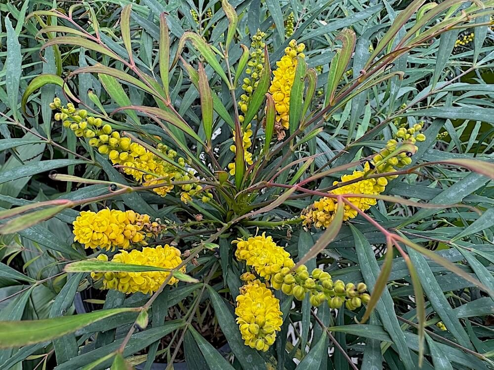Mahonia eurybracteata subsp.ganpinensis 'Soft Caress' 01.jpeg