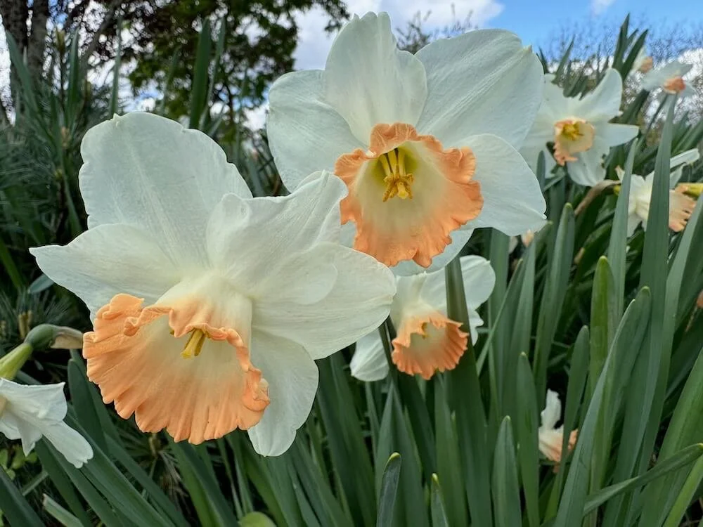 Narcissus 'Katie Heath' 01.jpeg