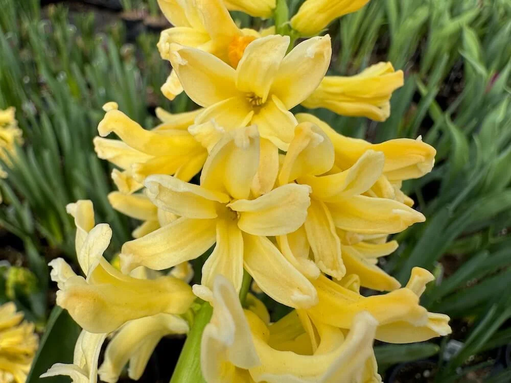 Hyacinthus orientalis 'City of Haarlem' 01.jpeg