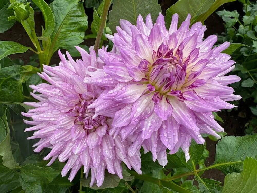 Dahlia 'Oregon Reign' 01.jpeg