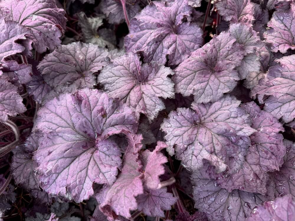 Heuchera x villosa 'TNHEUGA' | Grande Amethyst Coral Bells