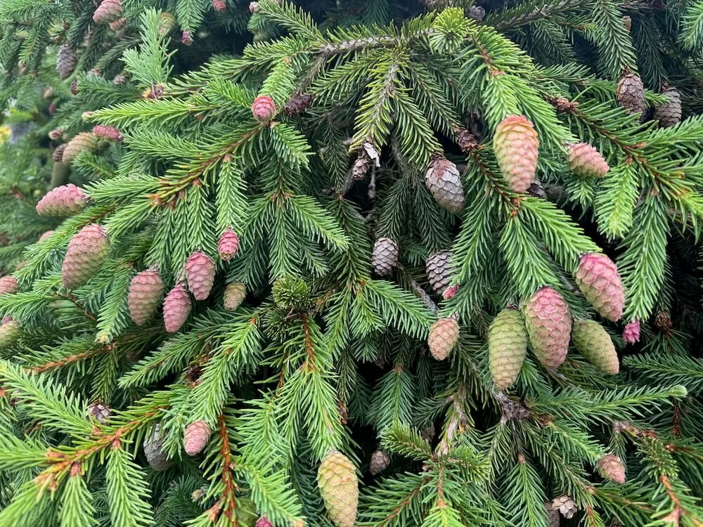 Picea abies 'Pusch' 01.jpeg