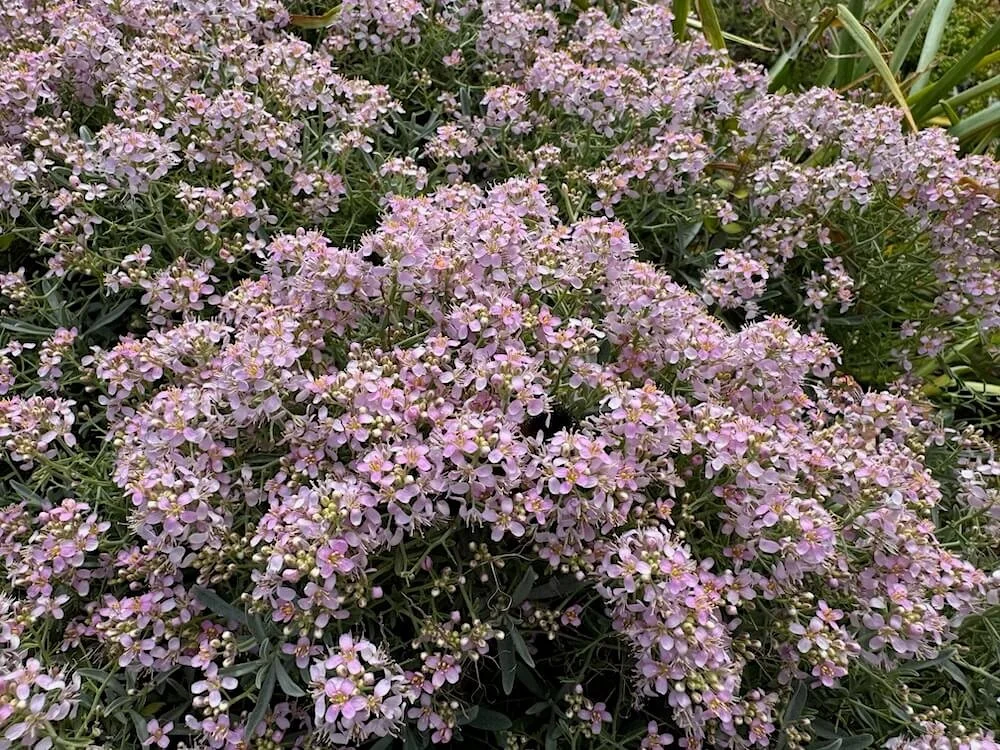 Aethionema grandiflorum | Persian Stonecress