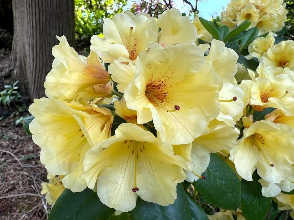 Rhododendron 'Wow' 04.jpeg