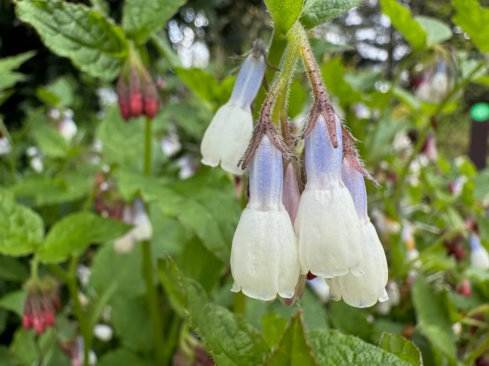 Symphytum 'Hidcote Blue' 06.jpeg