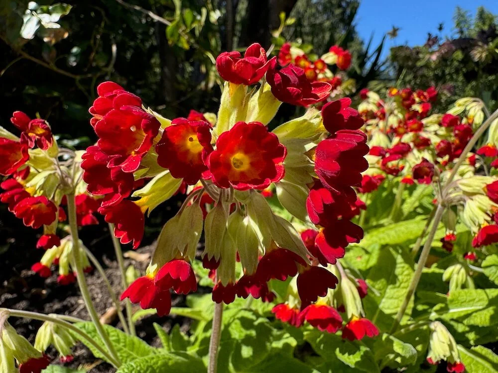 Primula veris 'Sunset Shades' 02.jpeg