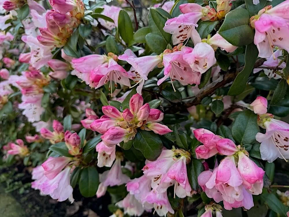 Rhododendron cilpinense 03.jpeg