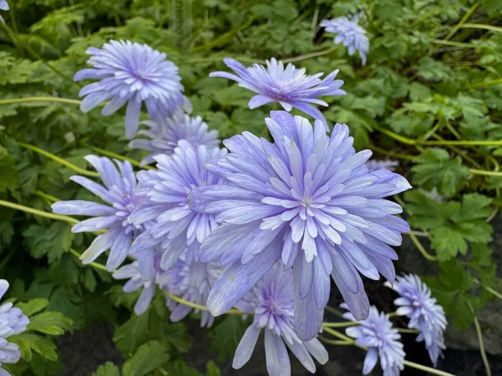 Anemone apennina 'Plena' | Plena Wood Anemone