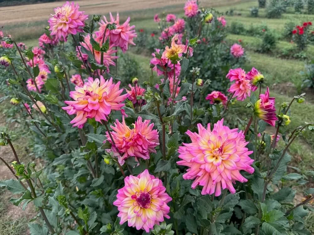 Bahama Mama Dahlia 04.jpeg