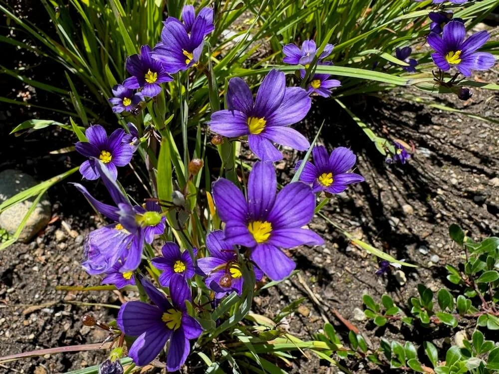 Sisyrinchium angustifolium | Blue-Eyed Grass