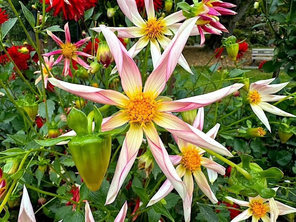 Dahlia 'Sungate's Twilight' 02.jpeg