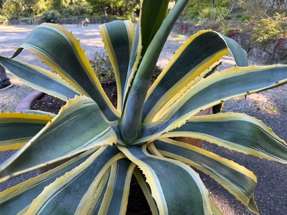 Agave americana 'Variegata' | Variegated Century Plant