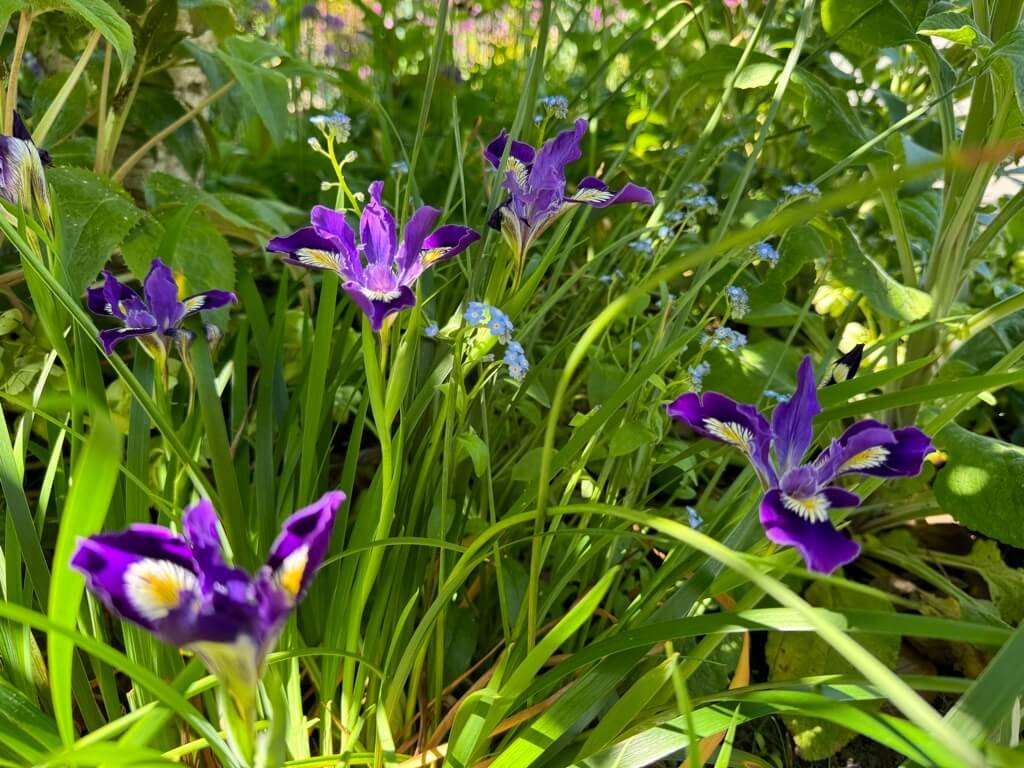 Iris PCH 'Purple' 03.jpeg